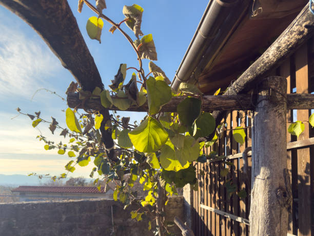istock Rustic Trellis with Climbing Green Leaves in Sunlight 2188825311