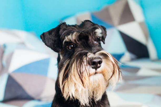 istock mini schnauzer lying on the bed in the room 2188825437