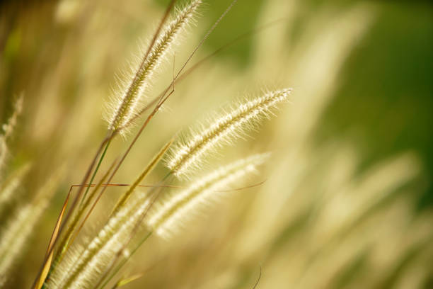 A closeup view of delicate grass blades captured in soft focus, showcasing a serene and tranquil outdoor environment with natural light and vibrant greenery.