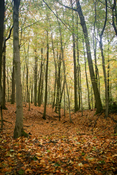 istock Small valley full of autumn leafs 2188826883