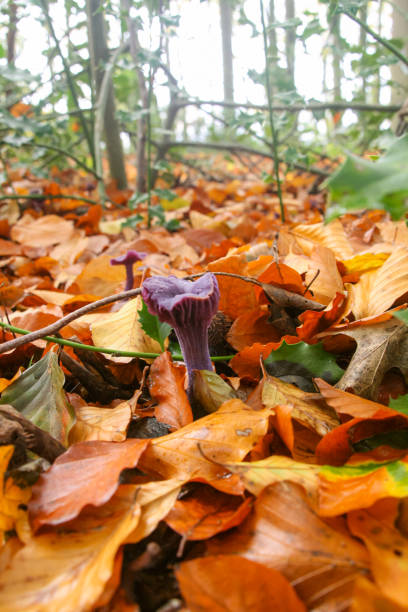 istock Two small mall bright purple mushrooms 2188826978