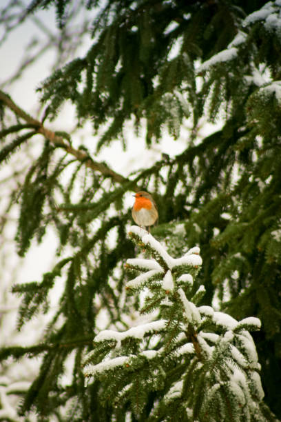 Small bird in wintertime