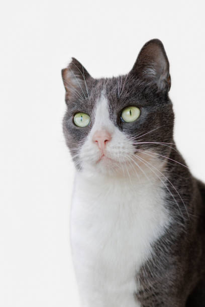 istock Cat portraits on white background 2188827899