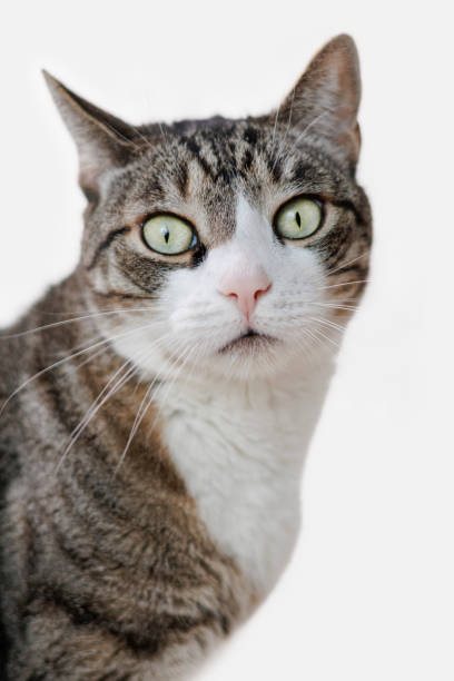 istock Cat portraits on white background 2188828140