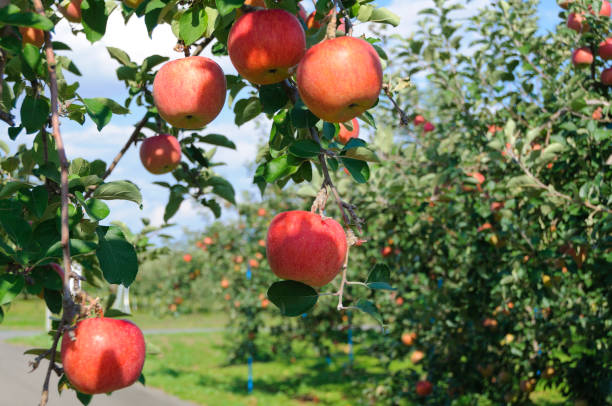 istock Aomori apples nearing harvest 2188828810