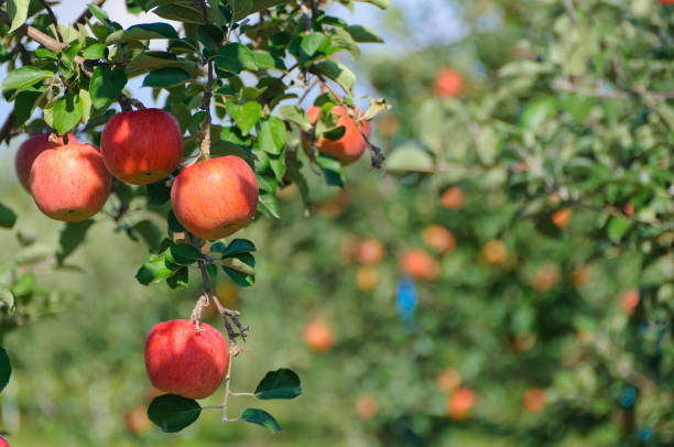 istock Aomori apples nearing harvest 2188828819