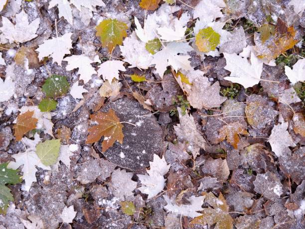 istock The first frosts in autumn 2188829742