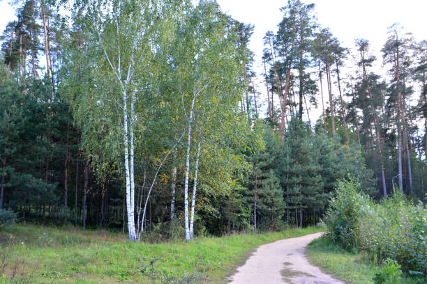 Sunlight filters through tall birch trees lining a narrow, winding path in a vibrant green forest. The scene captures the tranquility of nature during a bright day in late spring.