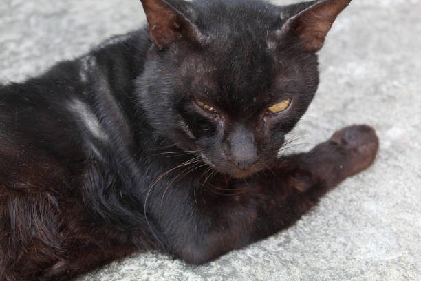istock A black domestic cat lying down 2188832035