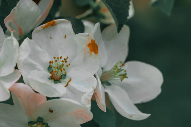 spring time flower blossom petal narrow focus natural theme concept low light dusk