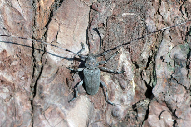 istock Longhorn beetle, Acanthocinus aedilis on pine bark, macro photo. 2188832249