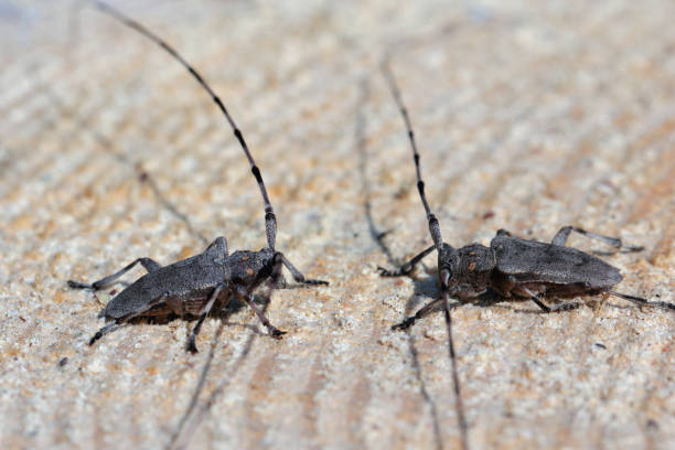 istock Longhorn beetles, Acanthocinus aedilis. Two males on a pine stump standing facing each other. 2188832850