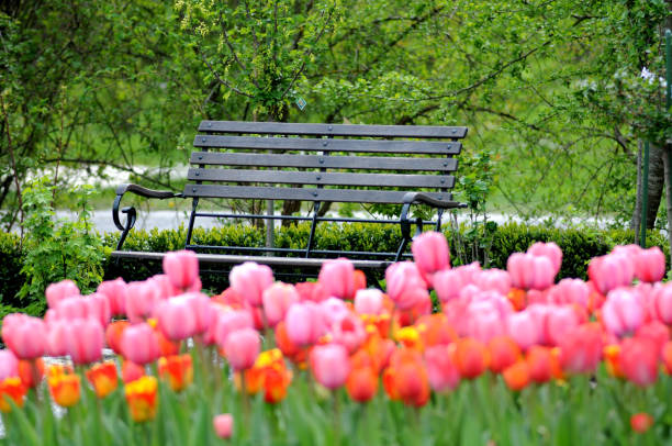 istock Tulips in front of a park bench 2188833190