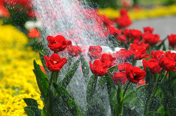 Late night,under artificial light mist spray,covers vibrant tulips,at the colorful festival of many flowers,from the Chiang Mai region,showcasing its rich floral heritage.