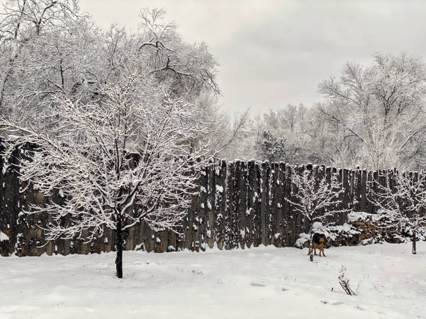 Dusting of snow in the backyard