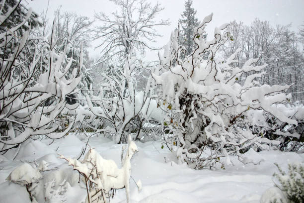 Snow covering everything