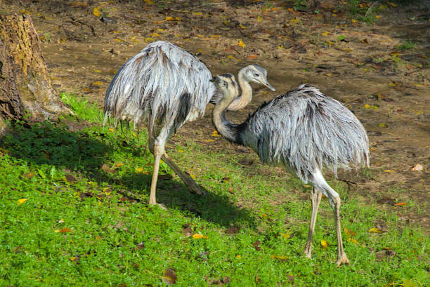 Two rheas stand together in a lush, green setting. Their soft, feathery plumage blends beautifully with the grass. A peaceful moment captures their natural elegance.