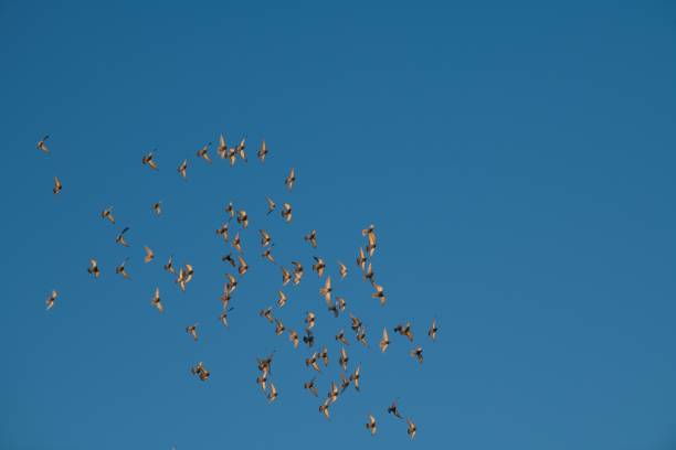 istock Flock of pigeons 2188835567