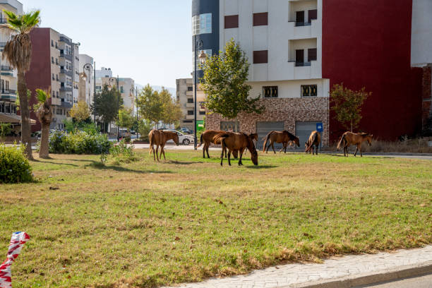 Tanger Med, Fahs-Anjra - Morocco - 08-22-2024: Open green field in a city with grazing horses; surrounded by modern apartments, palms, and trees in daylight.