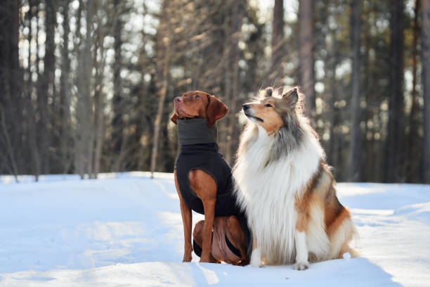istock Two dogs enjoying the winter forest 2188837054