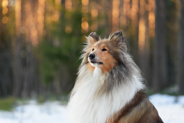 Sheltie on Dog Run near the student campus in Cracow.
