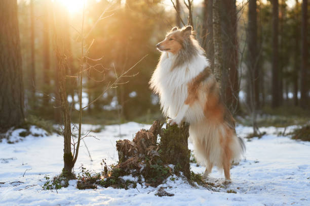 A Collie dog balances gracefully on a snowy tree stump, bathed in the warm glow of sunrise. The tranquil forest scene highlights the dog's thick fur and poised demeanor.