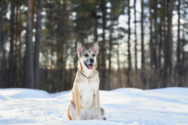 A dog sits attentively in the snow-covered forest, its pose framed by tall winter trees. The serene atmosphere and soft sunlight enhance its calm demeanor.