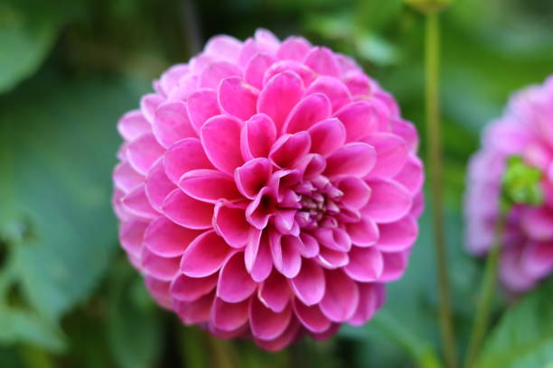 Close up of a pink dahlia