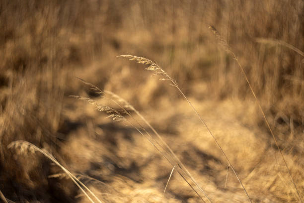 Dry wild plant in the sun
