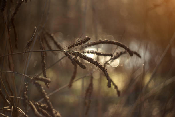 autumn landscape in the park