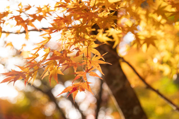 istock Beautiful yellow maple leaves 2188838144