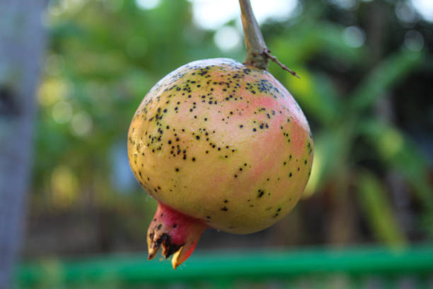 Punica granatum or pomegranate fruit hanging on the tree