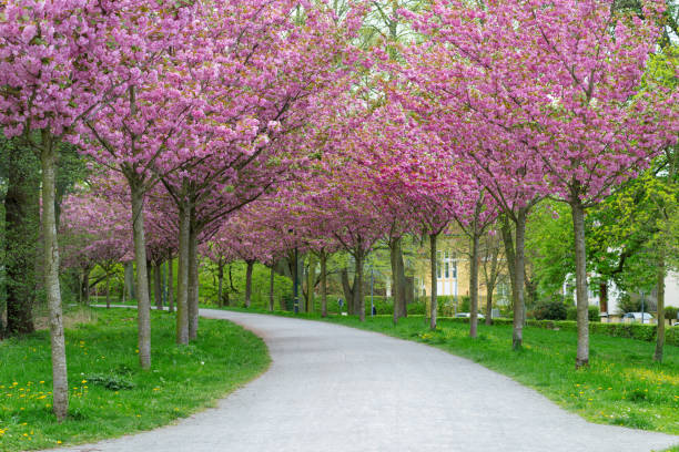 Camera: Nikon Z 8 - 45 MP-Sensor / Location: Lower Saxony, Germany
