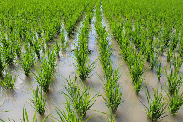 istock Seeding young rice plants on muddy watery rice field 2188838551