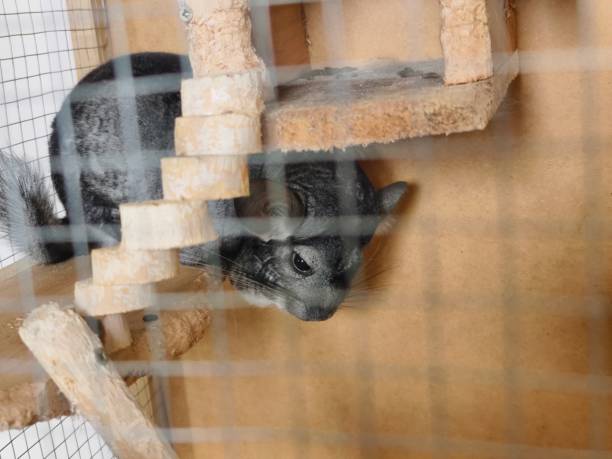 Very cute small chinchilla pet at home cage in house