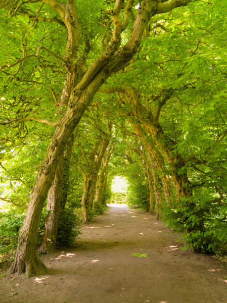 istock Footpath treelined with hornbeams in springtime 2188839511
