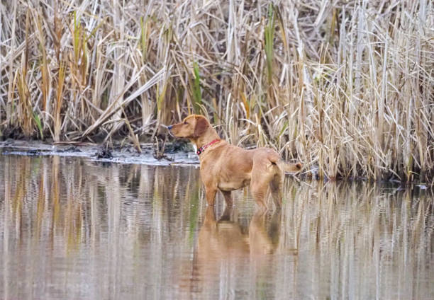 Dog standing in the water