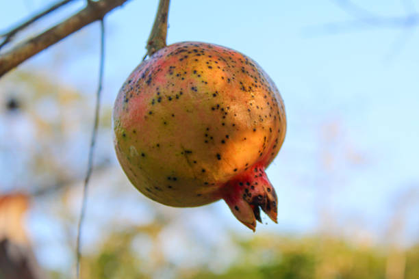 Punica granatum or pomegranate fruit hanging on the tree, with clear blue sky background