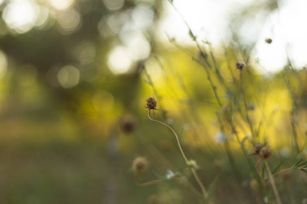 istock blurred background of forest and autumn grass 2188842163