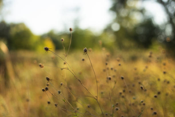 blurred background of forest and autumn gras