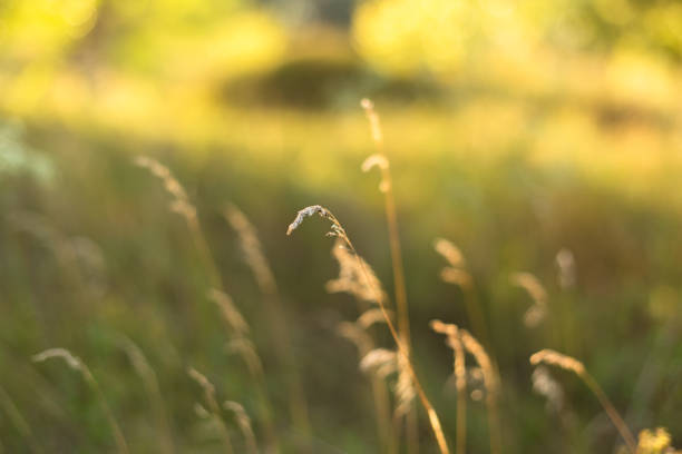 blurred background of forest and autumn gras