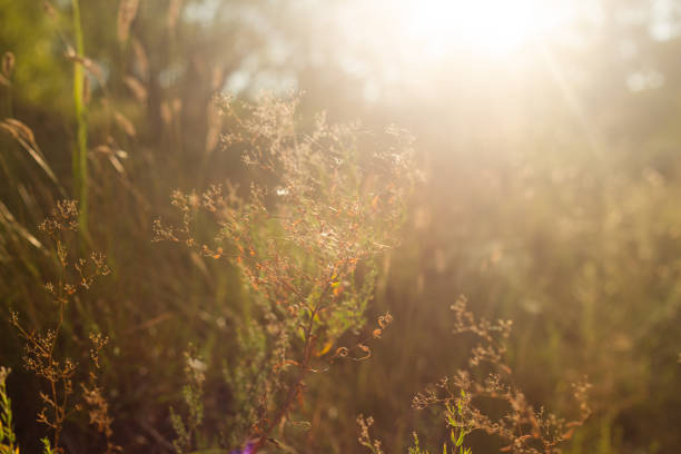 blurred background of forest and autumn