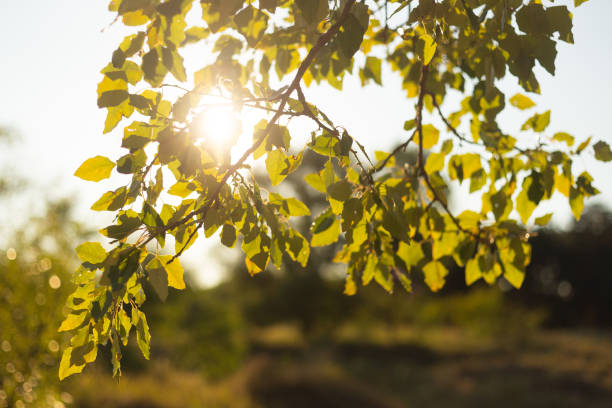 istock blurred background of forest and autumn grass 2188842183