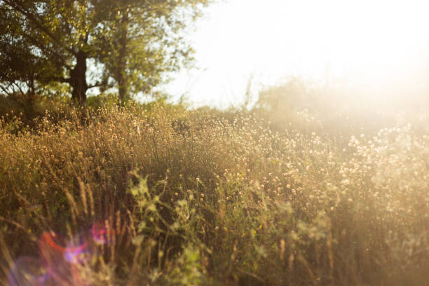 blurred background of forest and autumn