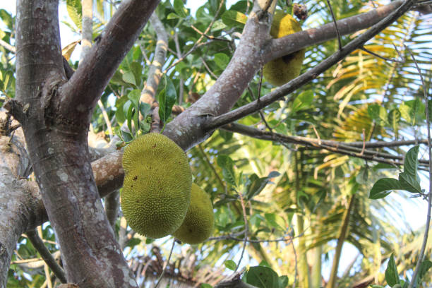Close up of breadfruit, Artocarpus altilis, tree with flowers and fruit.