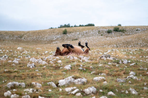 A playful brown horse is seen rolling joyfully on the grassy ground. Its legs are lifted in the air as it enjoys the moment, creating a sense of freedom and happiness