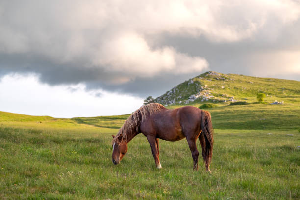 A majestic brown horse blending seamlessly into its natural surroundings, evoking a sense of peace and unity with the environment. The soft tones of the horse’s coat complement the earthy hues of the landscape, creating a harmonious and tranquil scene. Perfect for themes of nature.