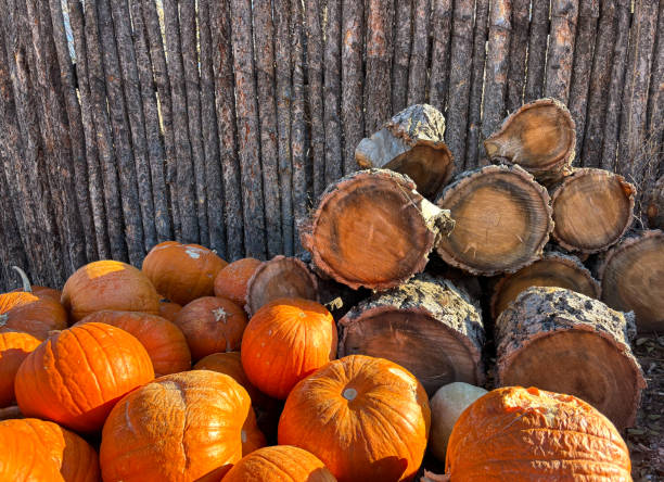 Late Autumn Scene: Sunlit Pile of Old Rotting Pumpkins