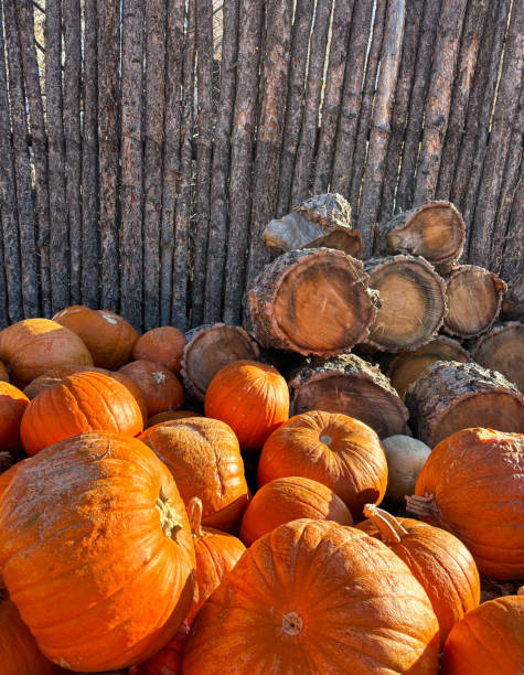 Late Autumn Scene: Sunlit Pile of Old Rotting Pumpkins