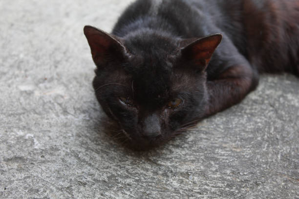 istock A black domestic cat lying down 2188845617